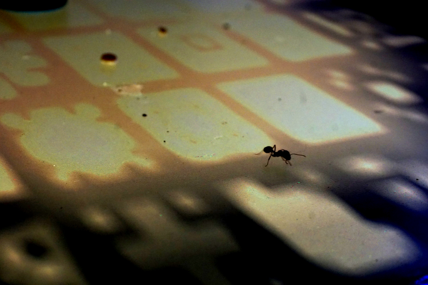 Half Ant AS DSC00167.